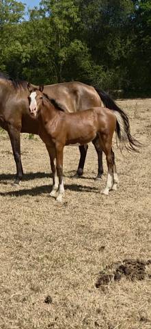 Colt French Saddle Pony For sale 2026 Bay