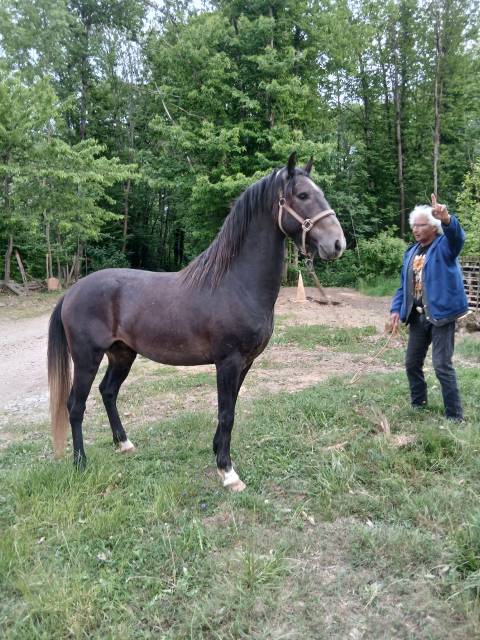 Colt Barb For sale 2023 Grey