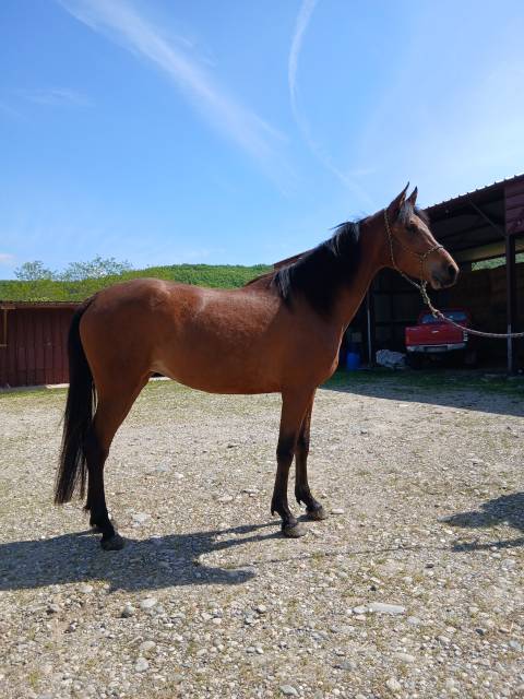 Filly Arabian For sale 2022 Bay