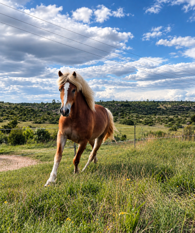 Gelding Haflinger For sale 2022 Chesnut