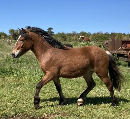 Gelding Welsh Pony (Section A) For sale 2023 Dark Bay
