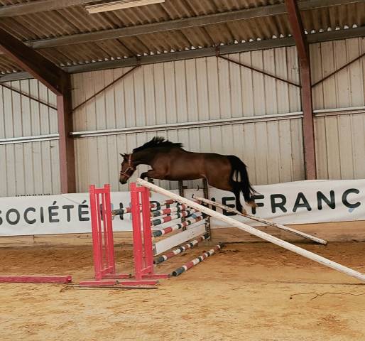 Mare Selle Fran&ccedil;ais For sale 2023 Bay