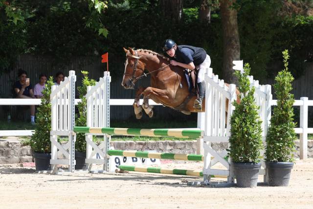 Gelding Welsh Part Bred For sale 2022 Other color