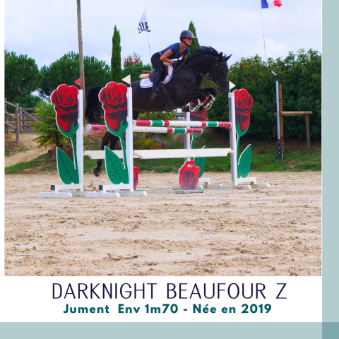 Mare Zangersheide For sale 2019 Dark Bay