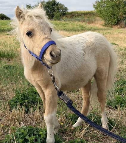 Stallion Shetland Pony For sale 2026 Palomino
