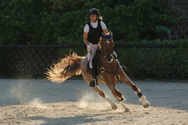 Gelding British Riding Pony For sale 2017 Roan