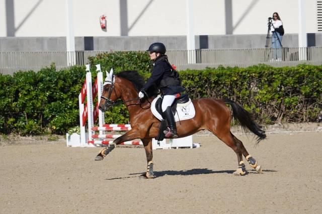 Gelding French Saddle Pony For sale 2014 Light chestnut
