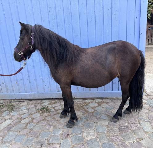 Mare Shetland Pony For sale 2015 Black