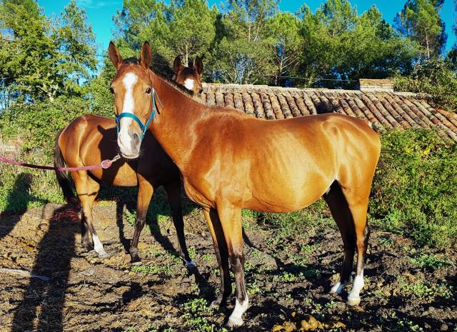 Entire Welsh Part Bred For sale 2023 Bay