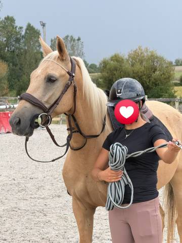 Gelding New Forest For sale 2022 Palomino