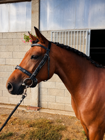 Mare French Saddle Pony For sale 2023 Bay
