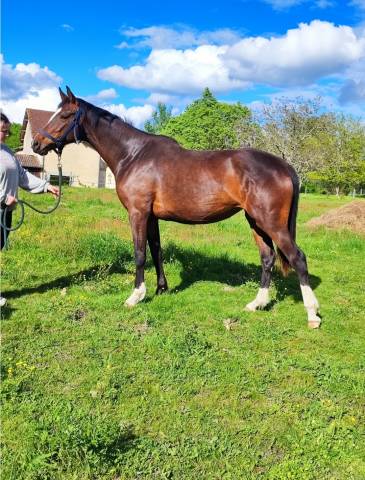 Mare Zangersheide For sale 2022 Bay
