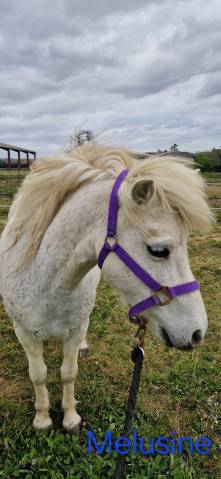 Broodmare No Origin Recorded For sale 2013 Grey
