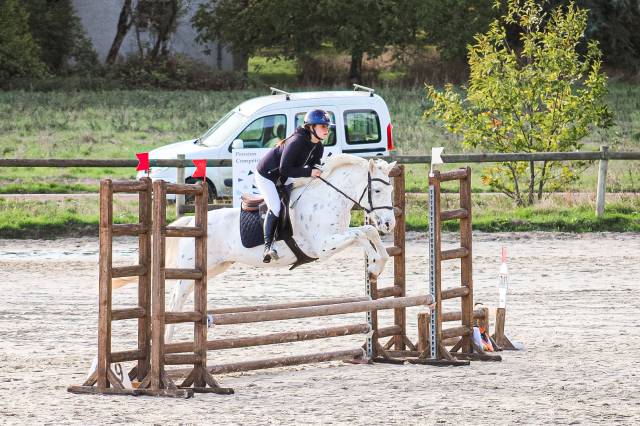 Gelding Connemara For sale 2022 Appaloosa
