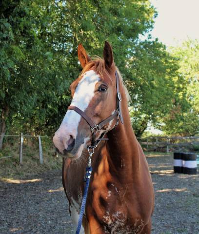 Gelding Welsh Part Bred For sale 2020 Overo