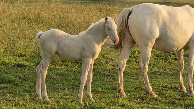 Filly Arabian Half Blood For sale 2026 Cremello