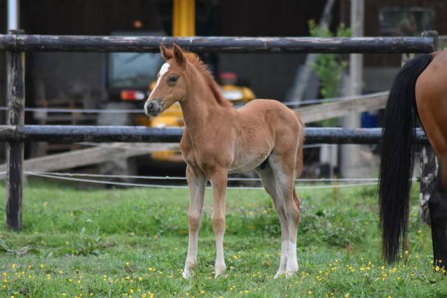 Colt French Saddle Pony For sale 2026 Chesnut