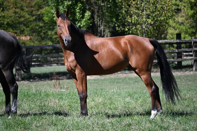 Gelding Selle Fran&ccedil;ais For sale 2020 Bay