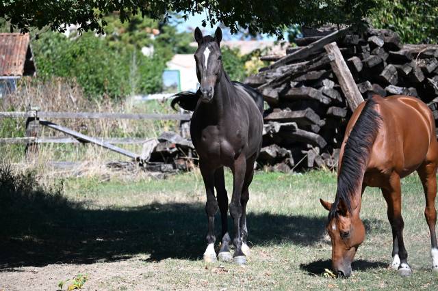 Gelding Selle Fran&ccedil;ais For sale 2021 Dark Bay