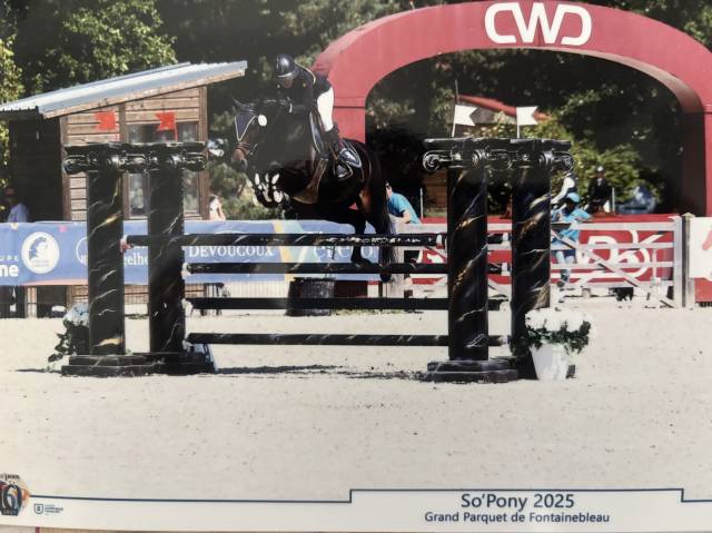 Mare French Saddle Pony For sale 2018 Black
