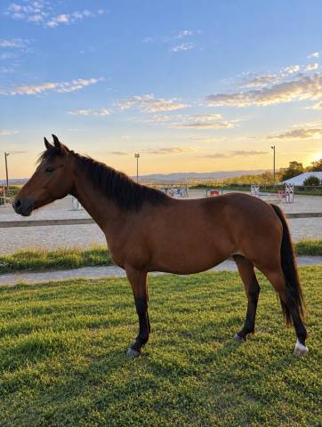 Mare French Saddle Pony For sale 2022 Bay