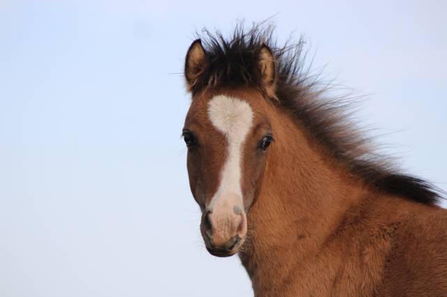Colt Welsh Cob For sale 2026 Buckskin