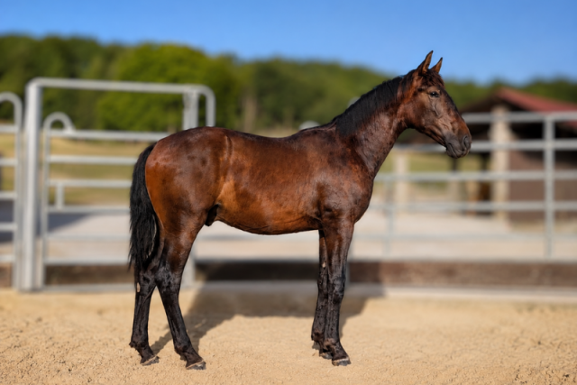 Colt PRE Pure Spanish Bred For sale 2025 Bay