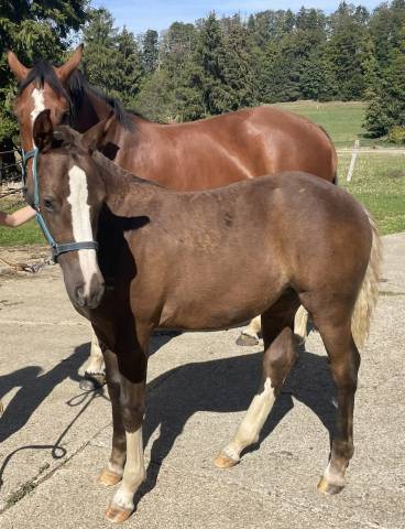 Filly Franche-Montagne For sale 2026 Liver chestnut