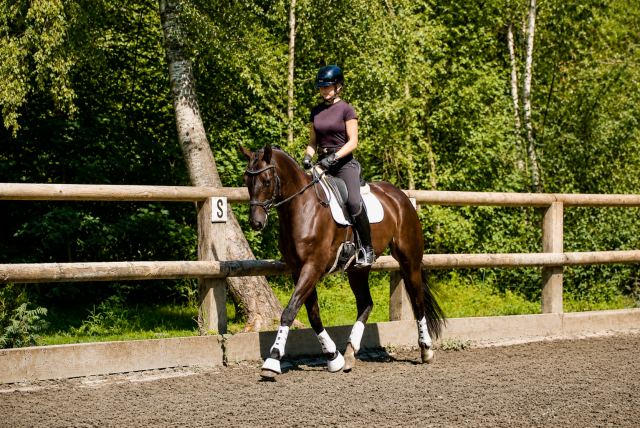 Gelding German Warmblood For sale 2021 Black