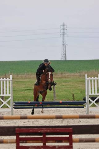 Mare French Saddle Pony Part-Livery 2020 Bay