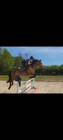Gelding Connemara For sale 2020 Buckskin