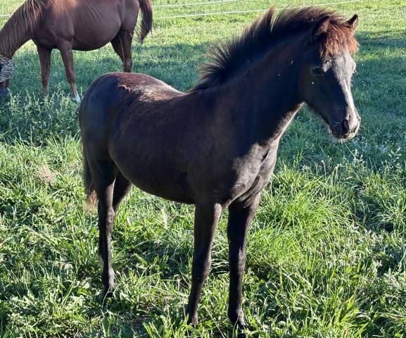 Filly New Forest For sale 2026 Black