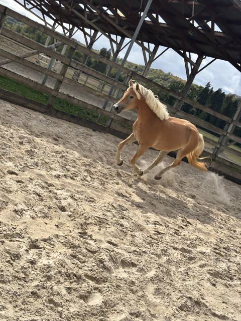 Filly Haflinger For sale 2024 Silver dapple