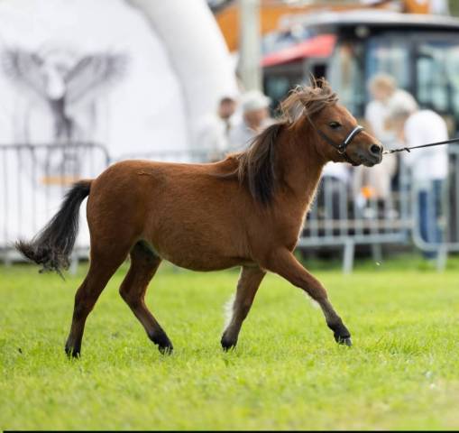 Colt Falabella For sale 2025 Bay
