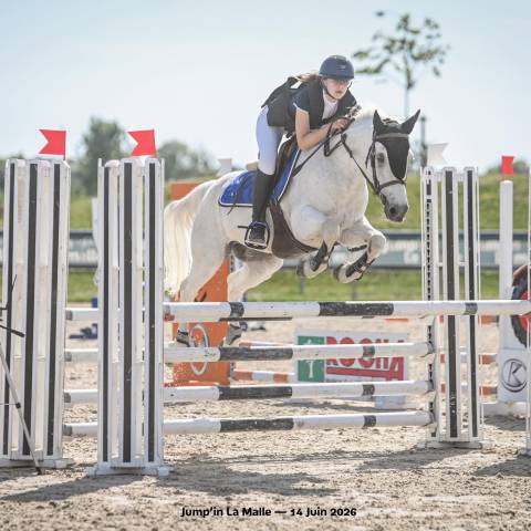 Gelding Connemara For sale 2010 Grey