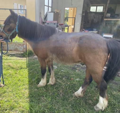 Gelding Other Pony Breed Free 2001 Bay