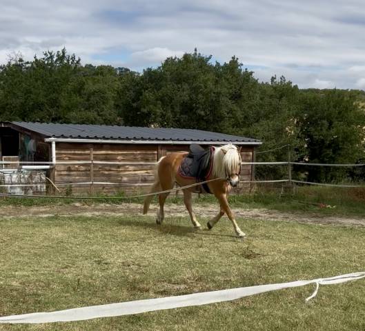 Mare Haflinger Part-Livery 2011 Silver dapple