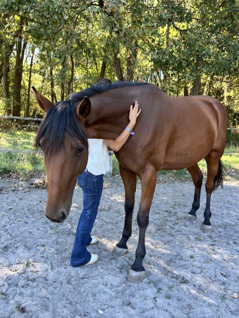 Mare French Trotter For sale 2021 Bay