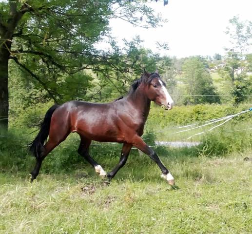 Entire French Saddle Pony For sale 2023 Dark Bay