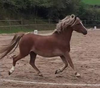 Broodmare Welsh Pony (Section A) For sale 2015 Chesnut