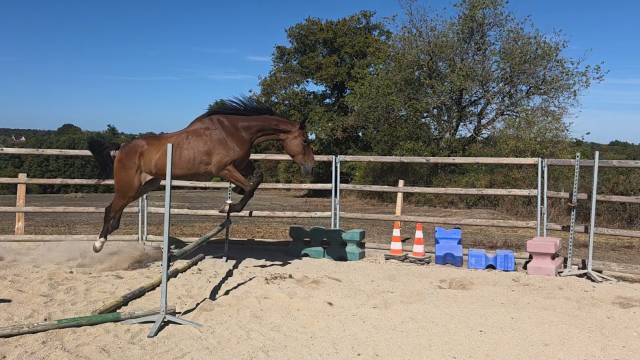 Gelding French Trotter For sale 2021 Bay