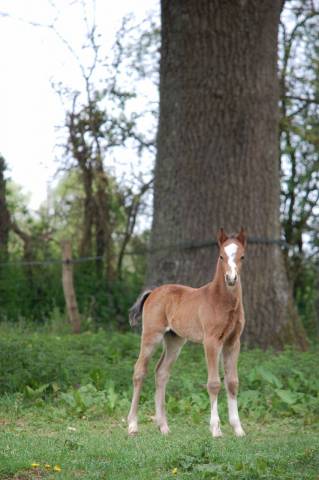 Colt Welsh Part Bred For sale 2026 Bay