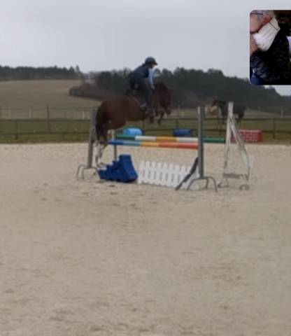 Mare New Forest For sale 2021 Chesnut