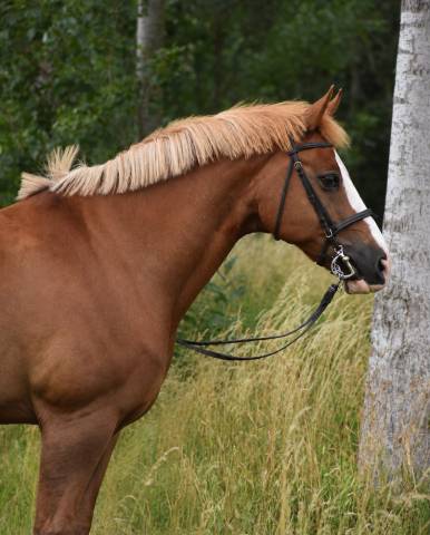 Gelding Saddle Horse For sale 2008 Chesnut