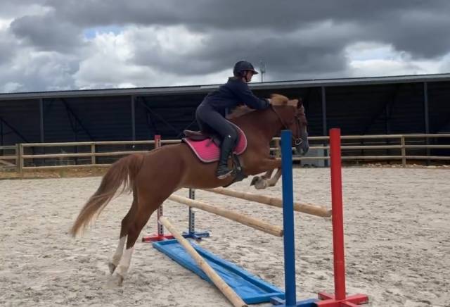 Mare French Saddle Pony For sale 2021 Chesnut