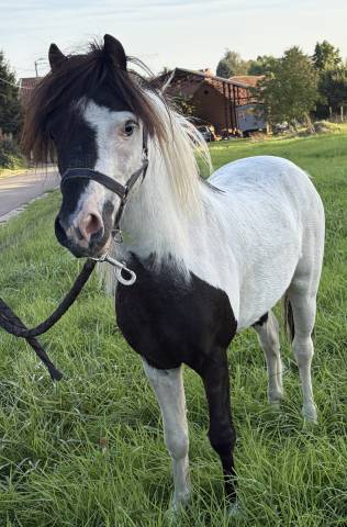Stallion Other Pony Breed For sale 2022 Coloured