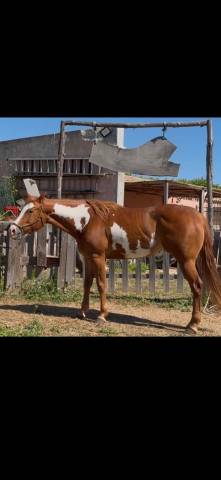 Mare Paint For sale 2021 Overo
