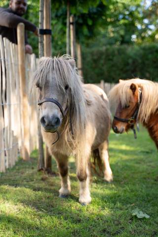 Mare Shetland Pony For sale 2013 Grey