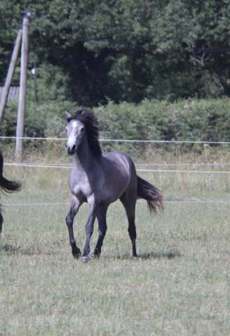 Filly Connemara For sale 2025 Grey