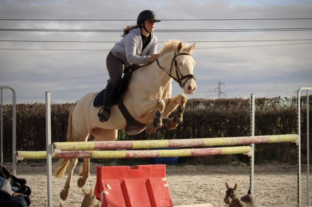 Mare Connemara For sale 2015 Cream